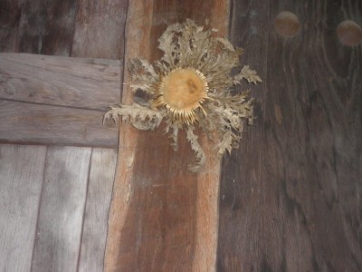 Igartubeitiko eguzkilorea Igartubeitiko eguzkilorea