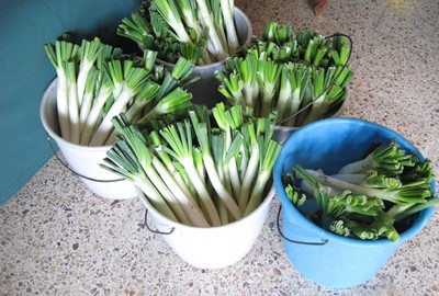 calçot