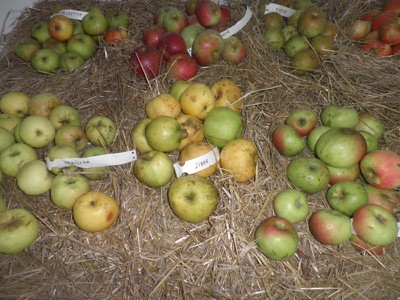 Exposición de manzana en Igartubeiti