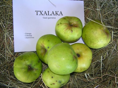 Variedad de manzana Txalaka 