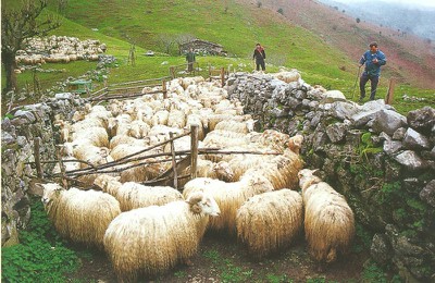 IM-rebaño en eskorta