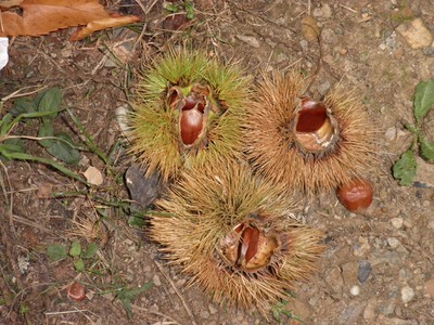gaztainak