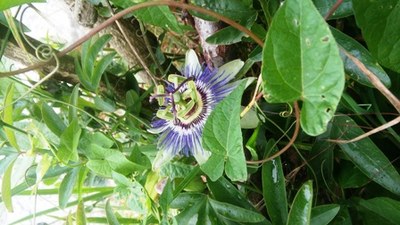 Flor de la pasión en Igartubeiti