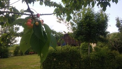 Cerezas en Igartubeiti