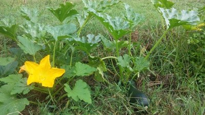 Cosecha de verano en Igartubeiti