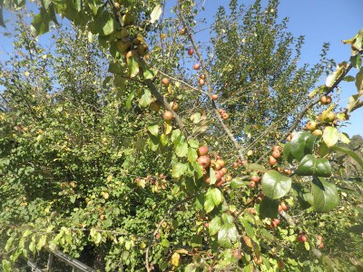 Las manzanas de Igartubeiti