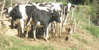 Desaparición de tres cuartas partes de los caseríos que producían leche en Gipuzkoa