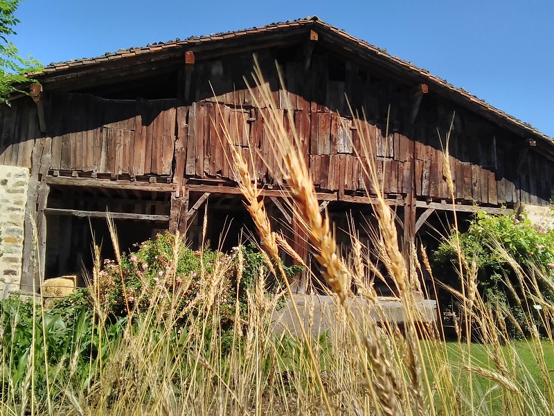 El trigo y la cebada, cosecha del mes de julio