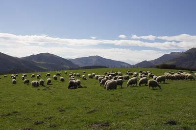 Los rebaños camino al monte