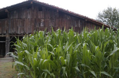 Taller familiar "Los usos del maíz" con motivo del Día de los molinos de Gipuzkoa
