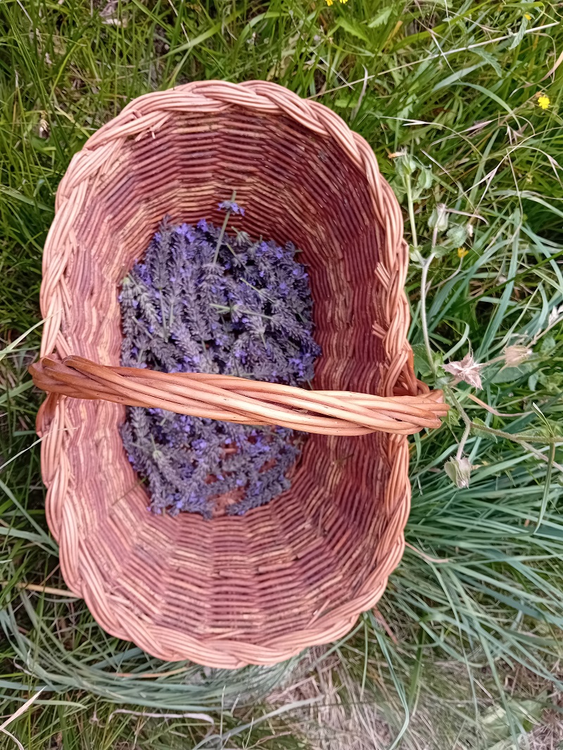 Transmitiendo los conocimientos de las plantas