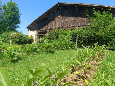 Uztailarekin batera, iritsi da uzta jasotzeko garaia