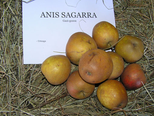 Anis sagarra