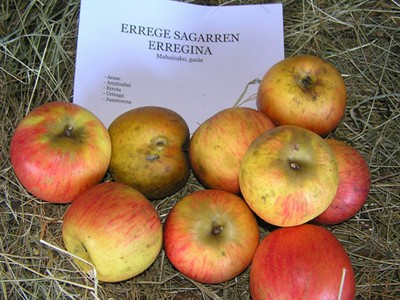 Errege sagarraren erregina