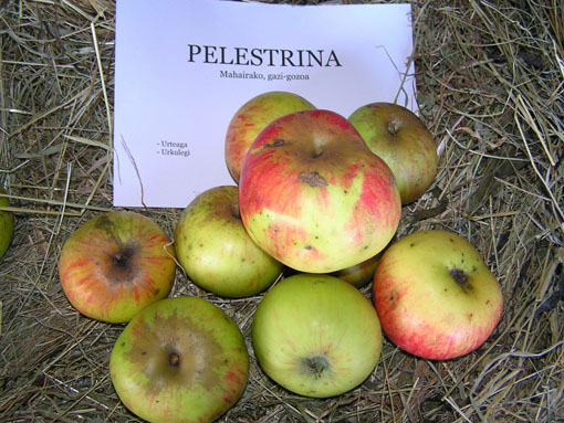 Pelestrina