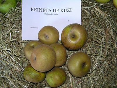 Reineta de kuzi