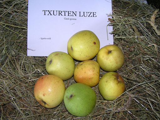 Txurten luze