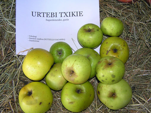 Urtebi txikie