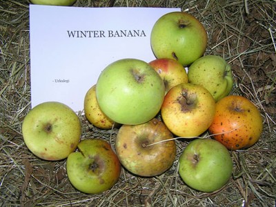 Winter banana