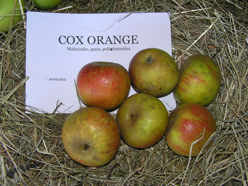 Cox orange