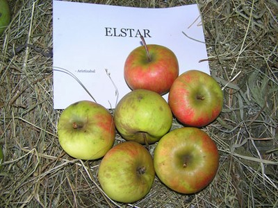 Elstar