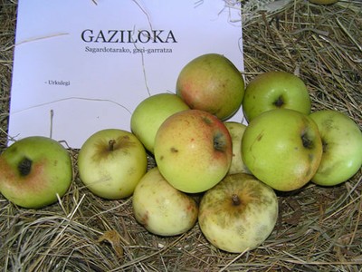Gaziloka
