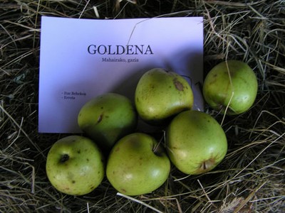 Goldena