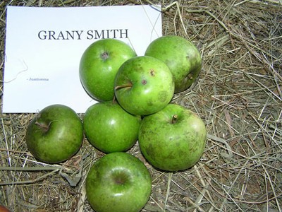 Grany Smith