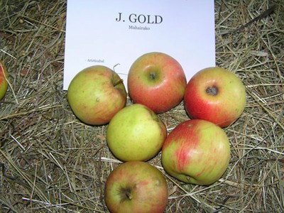 J. Gold