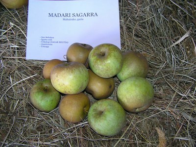 Madari sagarra