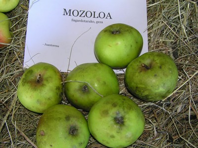 Mozoloa