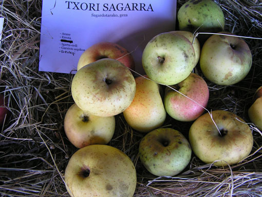 Txorisagarra