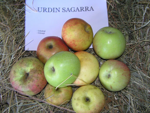 Urdin sagarra