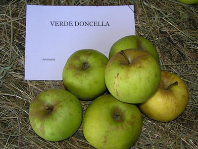 Verde doncella